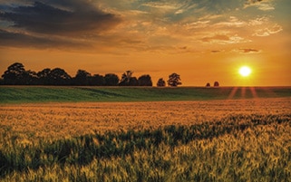 Wheat field at dusk